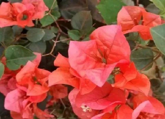 植物常识问题|夏天这样养护三角梅就能开花