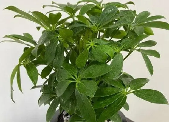 植物常识问题|室内鸭掌木怎么养一年四季绿油油