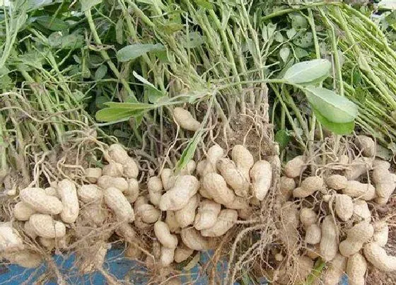 植物常识问题|花生清棵的主要作用有哪些（花生清棵增产原因和技术）