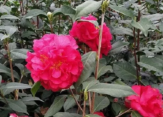 植物常识问题|茶花叶子发黑都有哪些原因