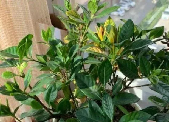 植物常识问题|栀子花黄叶怎么养护叶片容易恢复