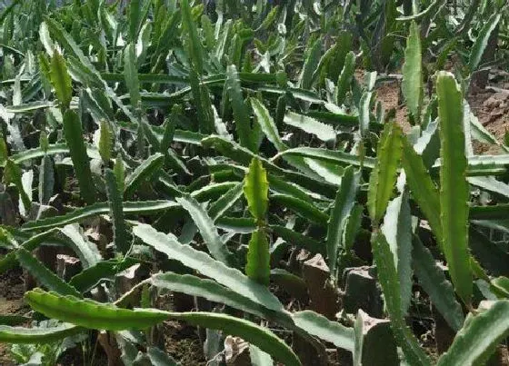 植物常识问题|盆栽火龙果如何进行施肥