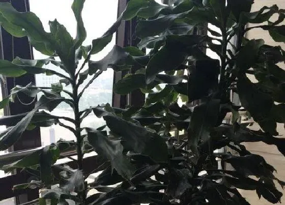 植物常识问题|冬季植物换盆方法