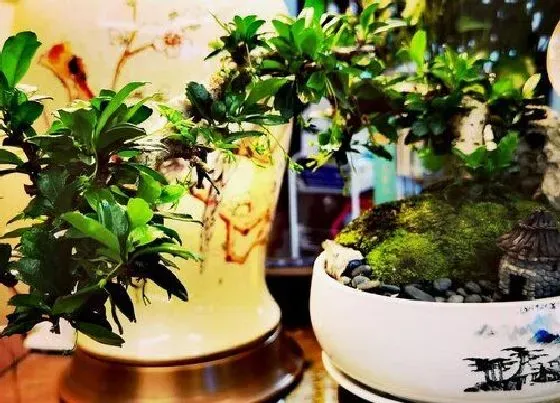 植物常识问题|茶树品种有哪些