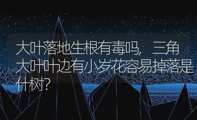 大叶落地生根有毒吗,三角大叶叶边有小岁花容易掉落是什树？ | 养殖常见问题