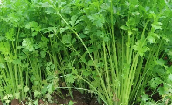 植物常识问题|蔬菜栽培技术与管理方法