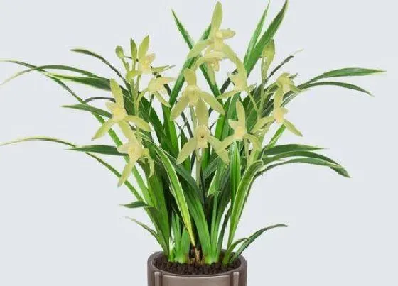 植物常识问题|兰花如何养护出好状态