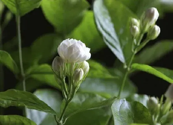 植物常识问题|茉莉花能晒太阳吗 盆栽茉莉花喜欢光照吗