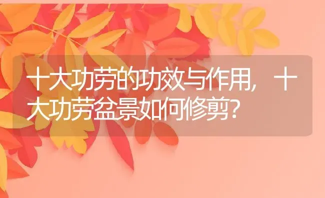 十大功劳的功效与作用,十大功劳盆景如何修剪？ | 养殖常见问题