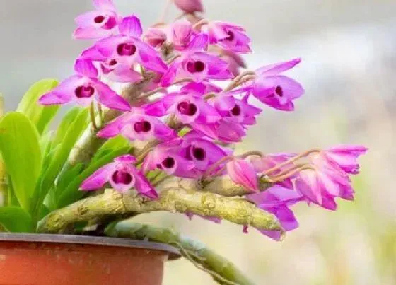 植物常识问题|石斛兰有哪些防虫方法