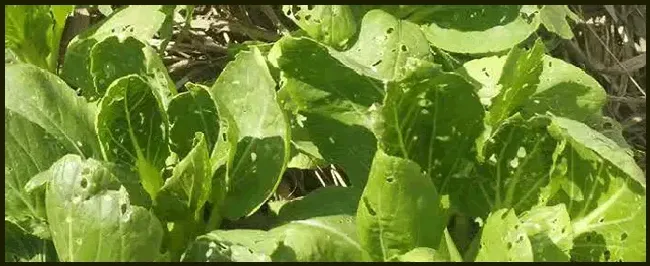 什么时候种白菜最合适 | 农业问题