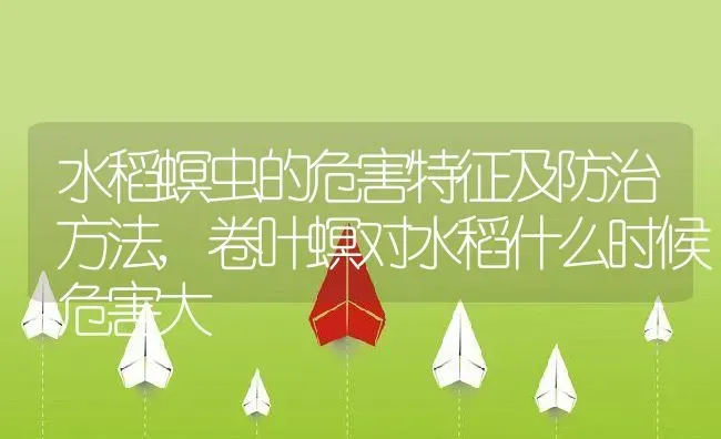 水稻螟虫的危害特征及防治方法,卷叶螟对水稻什么时候危害大 | 养殖常见问题