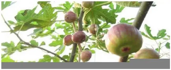 无花果什么时候修剪枝条 | 科普知识