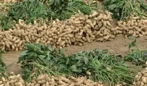 植物常识问题|花生清棵的主要作用有哪些（花生清棵增产原因和技术）