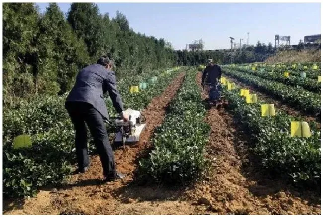 土壤改良方法 | 科普知识