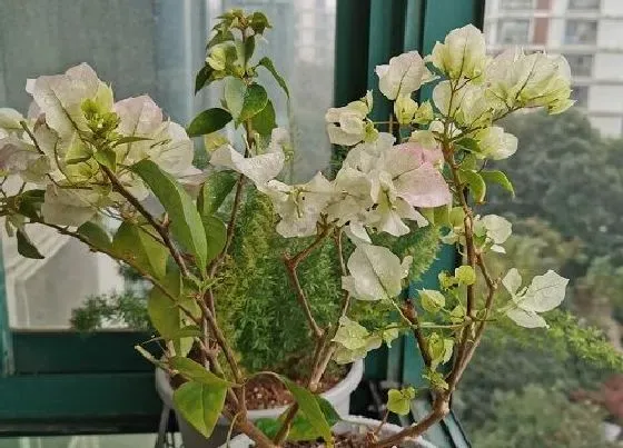 植物常识问题|三角梅各个时期的施肥方法