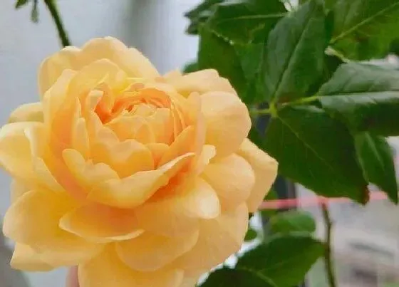 植物常识问题|蔷薇花剪枝直接插土里能活吗 蔷薇花枝怎么样插活