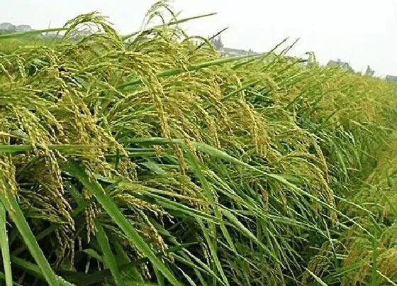植物常识问题|杂交水稻和普通水稻的区别