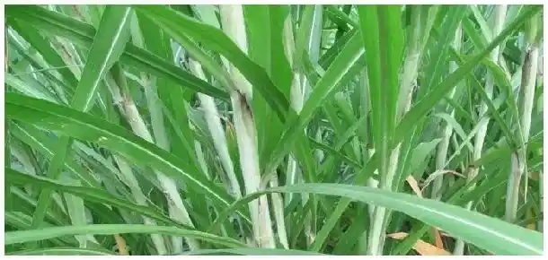 皇竹草亩产量是多少 | 农业答疑