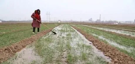 植物常识问题|小麦越冬水什么时候浇最好（冬小麦冬前浇水有什么好处）