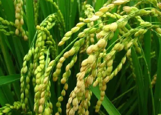 植物常识问题|杂交水稻和普通水稻的区别