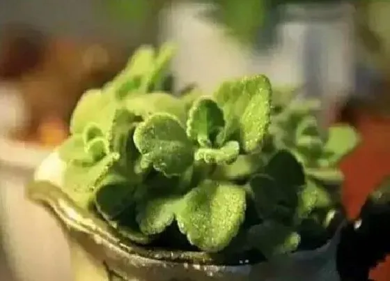 植物常识问题|碰碰香在冬季如何养护