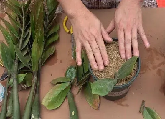 植物常识问题|树叶可以生根发芽吗（如何让枝条速生根成活）