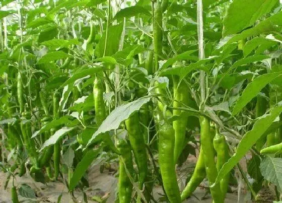 植物常识问题|大雨后辣椒倒伏可以扶正吗（辣椒雨后风大倒伏怎么办）