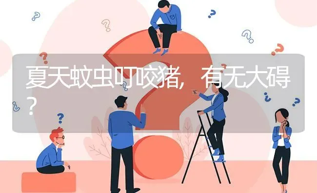 夏天蚊虫叮咬猪,有无大碍? | 养殖问题解答