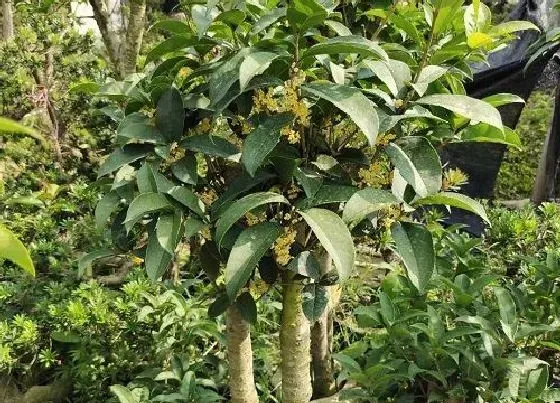 植物常识问题|桂花树有公母之分吗 为什么养了多年不开花