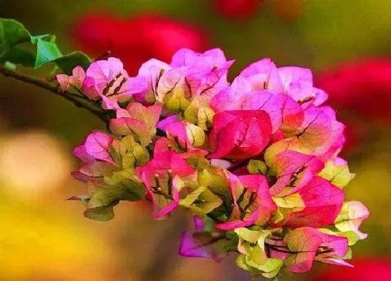 植物常识问题|夏天这样养护三角梅就能开花