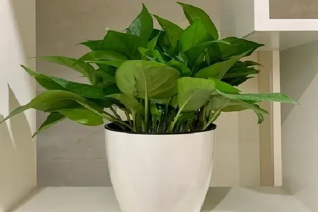 植物常识问题|绿萝养在家里好不好