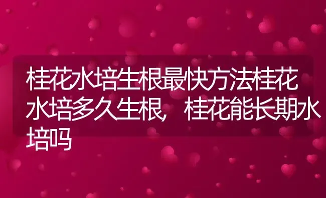 桂花水培生根最快方法桂花水培多久生根,桂花能长期水培吗 | 养殖常见问题