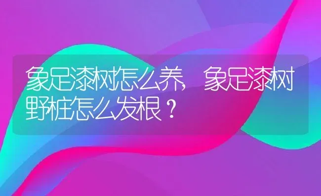 象足漆树怎么养,象足漆树野桩怎么发根？ | 养殖常见问题