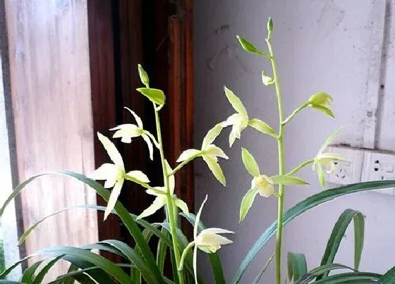 植物常识问题|兰花夏季如何防虫比较有效