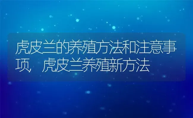 虎皮兰的养殖方法和注意事项,虎皮兰养殖新方法 | 养殖常见问题