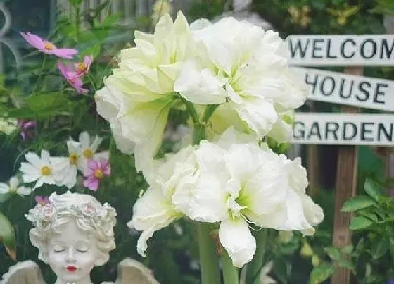 植物常识问题|朱顶红开完花怎么养猛长小种球