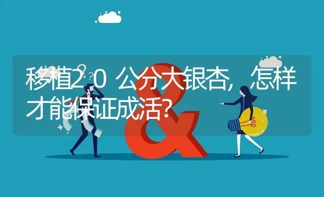 移植20公分大银杏,怎样才能保证成活? | 养殖问题解答