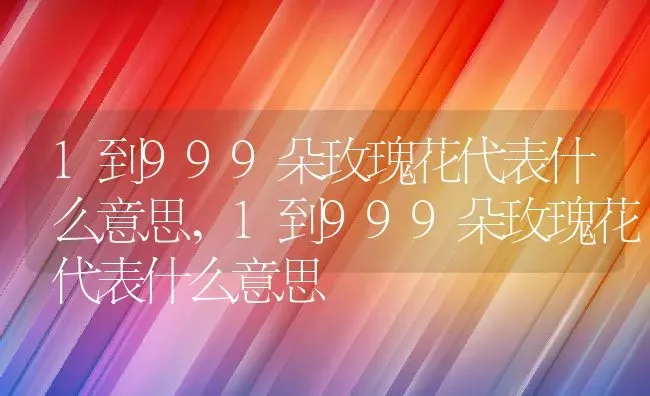 1到999朵玫瑰花代表什么意思,1到999朵玫瑰花代表什么意思 | 养殖常见问题