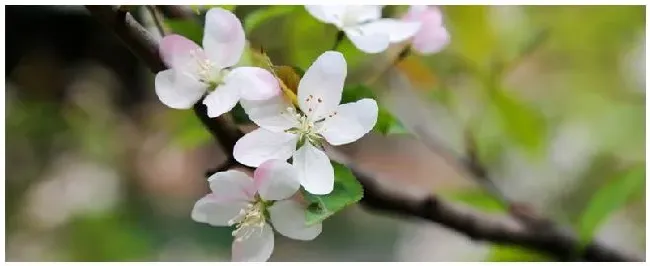 海棠花几月开 | 农业答疑