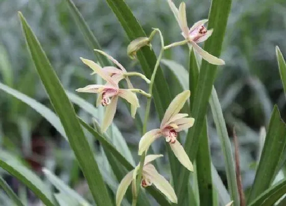 植物常识问题|兰花有哪些品种 常见好养的兰花种类名称及图片