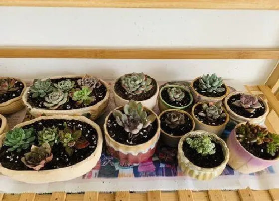 植物常识问题|冬季多肉养护要注意些什么
