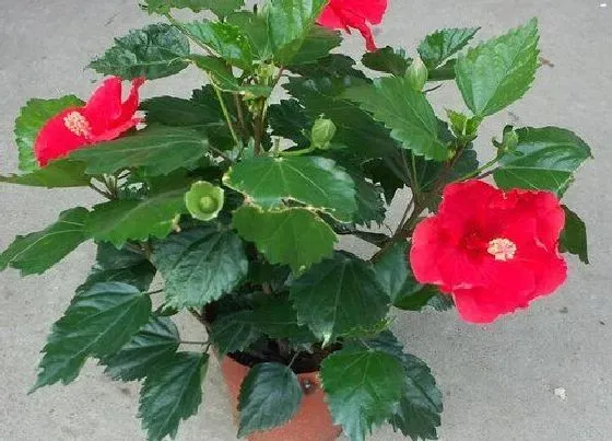 植物常识问题|如何养护让扶桑花开花更大