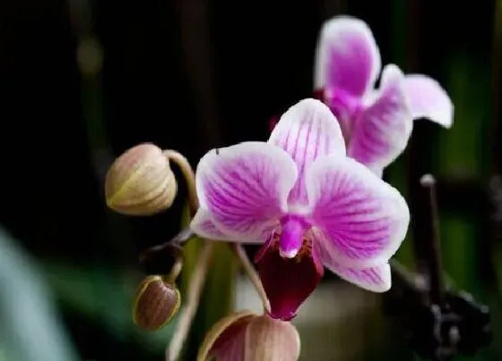 植物常识问题|买回来的蝴蝶兰如何养护保住花苞