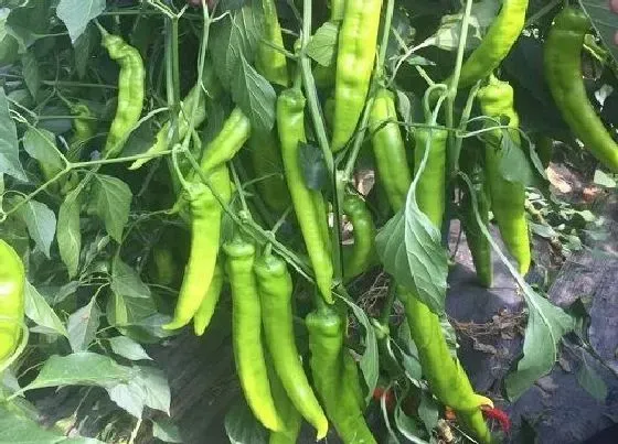 植物常识问题|大雨后辣椒倒伏可以扶正吗（辣椒雨后风大倒伏怎么办）