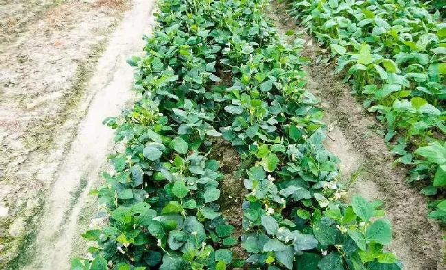植物常识问题|蔬菜栽培技术与管理方法
