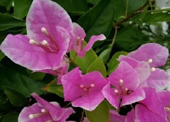 植物常识问题|三角梅各个时期的施肥方法