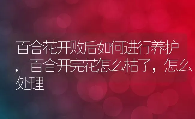 百合花开败后如何进行养护,百合开完花怎么枯了，怎么处理 | 养殖常见问题