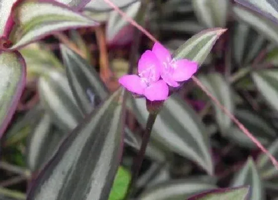 植物常识问题|扦插的吊竹梅如何养护颜色好看