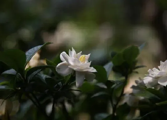 植物常识问题|栀子花黄叶怎么办  如何让叶子绿回来